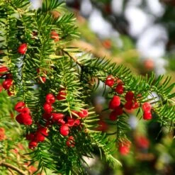 Hicks Yew Tree 13 Hicks Yew Tree -Fast Growing Trees Hicks Yew7 FGT