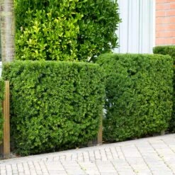 Hicks Yew Tree 11 Hicks Yew Tree -Fast Growing Trees Hicks Yew 4 FGT