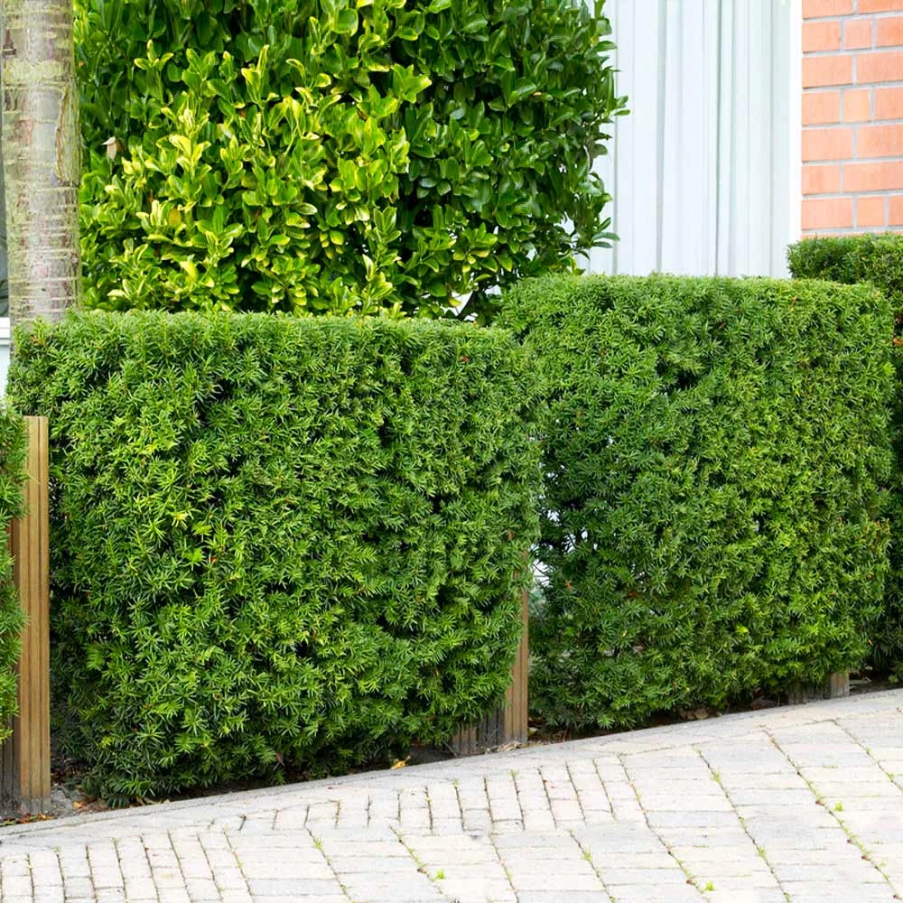 Hicks Yew Tree 6 Hicks Yew Tree - Image 4