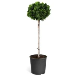 Dwarf Hinoki Cypress Tree 13 Dwarf Hinoki Cypress Tree -Fast Growing Trees Hinoki Cypress Standard 1