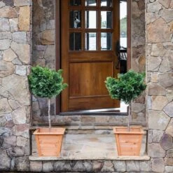 Dwarf Hinoki Cypress Tree 11 Dwarf Hinoki Cypress Tree -Fast Growing Trees Hinoki Cypress Standard 2 6bc85b90 3eec 439f 92d1 ae3e8dfe164a