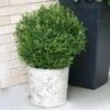 Gem Box® Holly Shrub 1 Gem Box® Holly Shrub -Fast Growing Trees Holly Gem Box FGT 600x600 c7245634 5435 4fd3 8af4 9df9d91e4414
