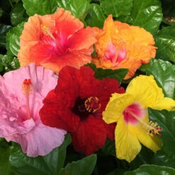 Bloom Bash® Hollywood® Hibiscus 12 Bloom Bash® Hollywood® Hibiscus -Fast Growing Trees Hollywood Hibiscu BLoom Bash 2