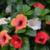 Bloom Bash® Hollywood® Hibiscus 1 Bloom Bash® Hollywood® Hibiscus -Fast Growing Trees Hollywood Hibiscu BLoom Bash 3
