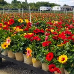 Bloom Bash® Hollywood® Hibiscus 11 Bloom Bash® Hollywood® Hibiscus -Fast Growing Trees Hollywood Hibiscu BLoom Bash 4