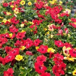 Bloom Bash® Hollywood® Hibiscus 13 Bloom Bash® Hollywood® Hibiscus -Fast Growing Trees Hollywood Hibiscu BLoom Bash 5