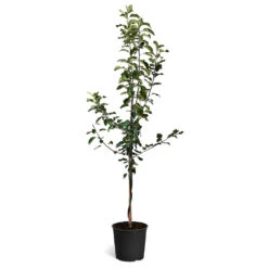 Honeycrisp™ & McIntosh Twisted Apple Tree 8 Honeycrisp™ & McIntosh Twisted Apple Tree -Fast Growing Trees Honeycrisp McIntosh Twisted Apple Tree