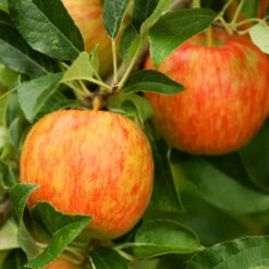 Honeycrisp™ & McIntosh Twisted Apple Tree 10 Honeycrisp™ & McIntosh Twisted Apple Tree -Fast Growing Trees Honeycrisp Apple 1 FGT 29d88901 4847 40f3 be78 29c8a4b6351a