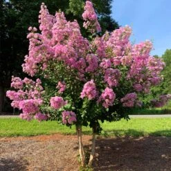 Hopi Crape Myrtle 9 Hopi Crape Myrtle -Fast Growing Trees Hopi Crape Myrtle 3 FGT