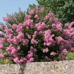 Hopi Crape Myrtle 10 Hopi Crape Myrtle -Fast Growing Trees Hopi Crape Myrtle 5