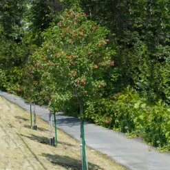 Hot Wings® Maple Tree 10 Hot Wings® Maple Tree -Fast Growing Trees Hot Wings Tartarian Maple 1