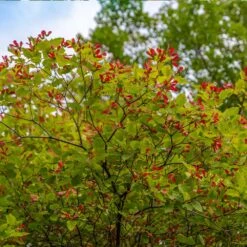 Hot Wings® Maple Tree 11 Hot Wings® Maple Tree -Fast Growing Trees Hot Wings Tartarian Maple 3