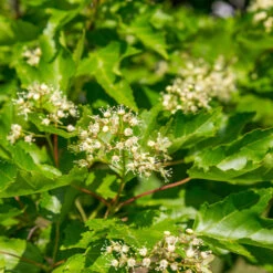 Hot Wings® Maple Tree 13 Hot Wings® Maple Tree -Fast Growing Trees Hot Wings Tartarian Maple 5