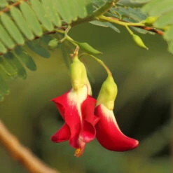 Red Hummingbird Tree (Sesbania Grandiflora) 11 Red Hummingbird Tree (Sesbania Grandiflora) -Fast Growing Trees Hummingbird Tree 5 FGT
