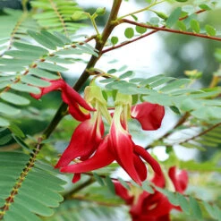 New Arrival 3 Red Hummingbird Tree (Sesbania Grandiflora)