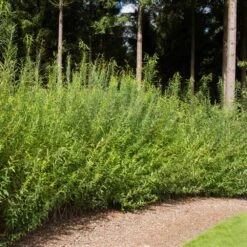 Willow Hybrid Tree 7 Willow Hybrid Tree -Fast Growing Trees Hybrid Willow 1