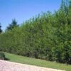Willow Hybrid Tree 2 Willow Hybrid Tree -Fast Growing Trees Hybrid Willow 2