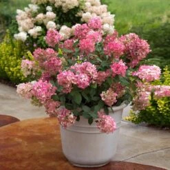 Fire Light® Hydrangea Shrub 8 Fire Light® Hydrangea Shrub -Fast Growing Trees Hydrangea FIrelight 6
