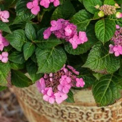 Endless Summer® Pop Star® Bigleaf Hydrangea 10 Endless Summer® Pop Star® Bigleaf Hydrangea -Fast Growing Trees Hydrangea Pop Star 1