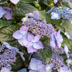Endless Summer® Pop Star® Bigleaf Hydrangea 11 Endless Summer® Pop Star® Bigleaf Hydrangea -Fast Growing Trees Hydrangea Pop Star 2