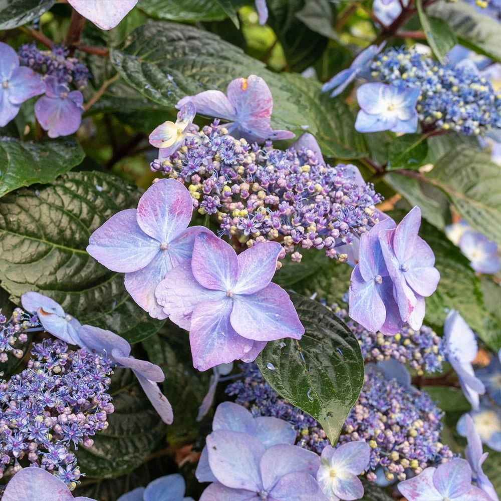Endless Summer® Pop Star® Bigleaf Hydrangea 7 Endless Summer® Pop Star® Bigleaf Hydrangea - Image 5