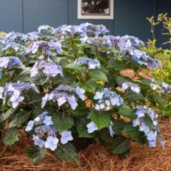 Endless Summer® Pop Star® Bigleaf Hydrangea 9 Endless Summer® Pop Star® Bigleaf Hydrangea -Fast Growing Trees Hydrangea Pop Star 4 FGT