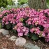 Endless Summer® Pop Star® Bigleaf Hydrangea 1 Endless Summer® Pop Star® Bigleaf Hydrangea -Fast Growing Trees Hydrangea Pop Star FGT 600x600 0c83e550 fcaf 4086 b2ff 076f1346bce2