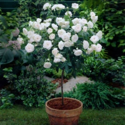 Iceberg Rose Tree 6 Iceberg Rose Tree -Fast Growing Trees Iceberg Rose Tree 2 FGT