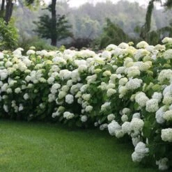 Incrediball® Hydrangea Shrub 8 Incrediball® Hydrangea Shrub -Fast Growing Trees Incrediball Hydrangea 1 FGT