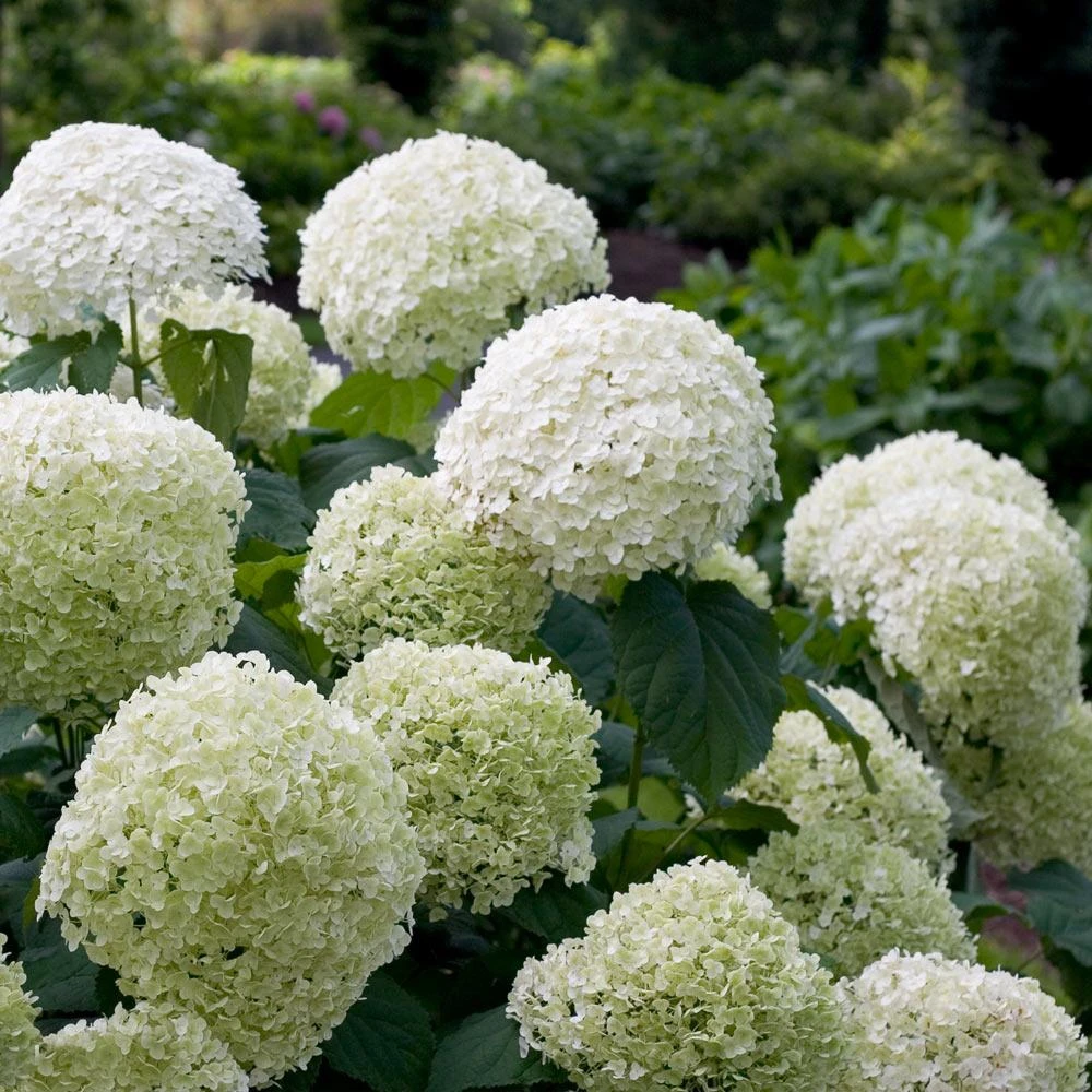 Incrediball® Hydrangea Shrub 4 Incrediball® Hydrangea Shrub - Image 2