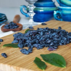 Indigo Treat Haskap (Honeyberry) 8 Indigo Treat Haskap (Honeyberry) -Fast Growing Trees Indigo Treat Hascap 2 BB