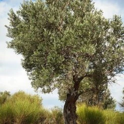 Italian Olive Tree 10 Italian Olive Tree -Fast Growing Trees Italian Olive Tree 3 450W