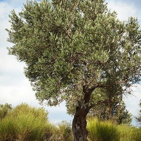 Italian Olive Tree 6 Italian Olive Tree - Image 4