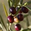 Italian Olive Tree 2 Italian Olive Tree -Fast Growing Trees Italian Olive Tree 350W