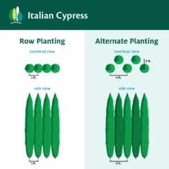 Italian Cypress 16 Italian Cypress -Fast Growing Trees ItalianCypress
