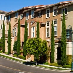 Italian Cypress 15 Italian Cypress -Fast Growing Trees Italian Cypress 3 FGT