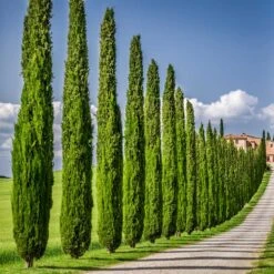 Italian Cypress 12 Italian Cypress -Fast Growing Trees Italian Cypress 6 FGT