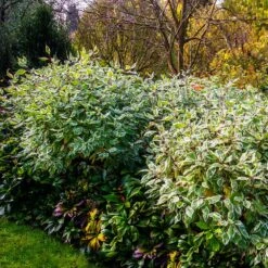 Ivory Halo Dogwood Shrub 9 Ivory Halo Dogwood Shrub -Fast Growing Trees Ivory Halo Dogwood 2