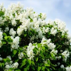Ivory Silk Japanese Lilac Tree 10 Ivory Silk Japanese Lilac Tree -Fast Growing Trees Ivory Silk Lilac 1