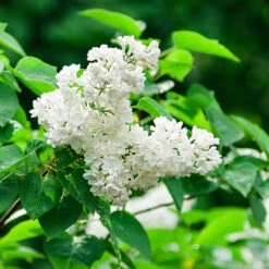 Ivory Silk Japanese Lilac Tree 11 Ivory Silk Japanese Lilac Tree -Fast Growing Trees Ivory Silk Lilac 2