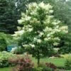 Ivory Silk Japanese Lilac Tree 1 Ivory Silk Japanese Lilac Tree -Fast Growing Trees Ivory Silk Lilac 600x600 d6c141fb 9a23 47bf 8d02 1dc916db7bc9