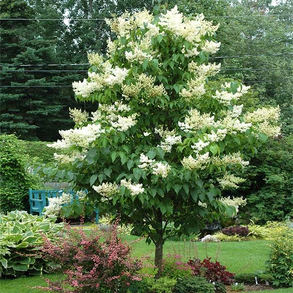 Ivory Silk Japanese Lilac Tree 3 Ivory Silk Japanese Lilac Tree