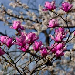Jane Magnolia -Fast Growing Trees Jane Magnolia 4 FGT