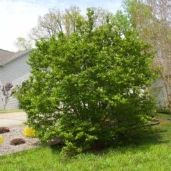 Jane Magnolia -Fast Growing Trees Janr Magnolia 5 FGT