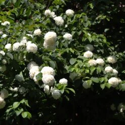 Japanese Snowball Bush 11 Japanese Snowball Bush -Fast Growing Trees Japanese VIburnum 2 FGT