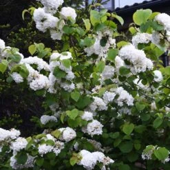 Japanese Snowball Bush 9 Japanese Snowball Bush -Fast Growing Trees Japanese VIburnum 5 FGT