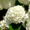 Japanese Snowball Bush 1 Japanese Snowball Bush -Fast Growing Trees Japanese VIburnum FGT 600x600 57eb5798 f201 407e b4b4 50700890e124