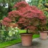 Red Dragon Japanese Maple Tree 1 Red Dragon Japanese Maple Tree -Fast Growing Trees Japanese Maple Red Dragon FGT 600x600 4c1943ed 054e 4668 8169 4d8f59e29b59