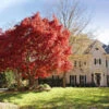 Red Japanese Maple Tree 1 Red Japanese Maple Tree -Fast Growing Trees Japanese Maple Red FGT 600x600 26d50501 c4df 40ad bcb6 7e7537d34610
