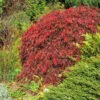 Red Select Japanese Maple Tree 2 Red Select Japanese Maple Tree -Fast Growing Trees Japanese Red Select FGT 600x600 e681328f 155b 4525 91ed 70b18f0791b9